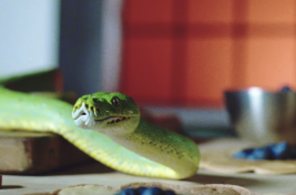 Screen Shot 2019-02-20 at 5.11.21 PM