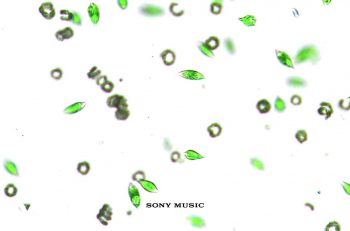 vampire weekend this life